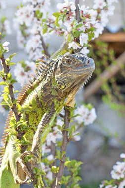 Iguana at walk on the flowering cherry tree clipart