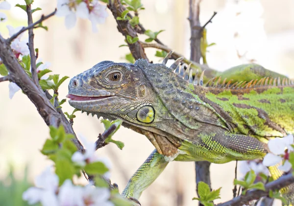 Iguana çiçekli kiraz ağacı üzerinde yürüme — Stok fotoğraf