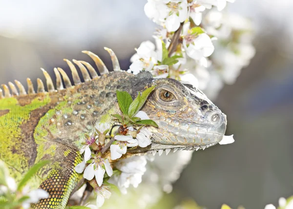 鬣鳞蜥在开花樱桃树上步行 — 图库照片