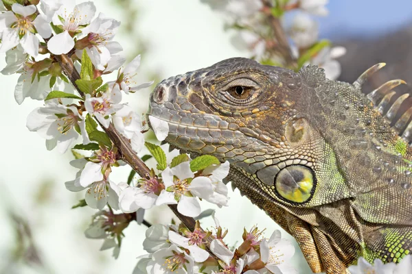 Iguana a pie en el cerezo floreciente — Foto de Stock