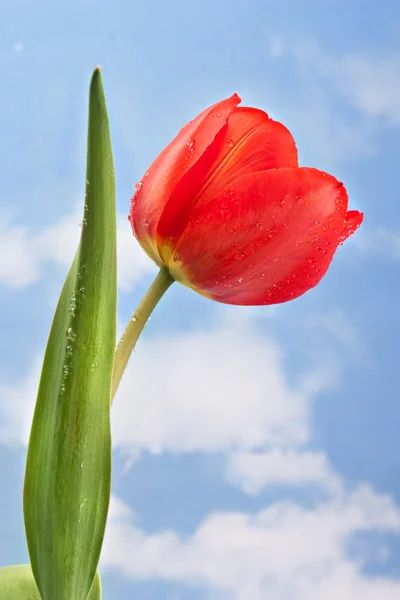 Red tulip on sky background — Stock Photo, Image