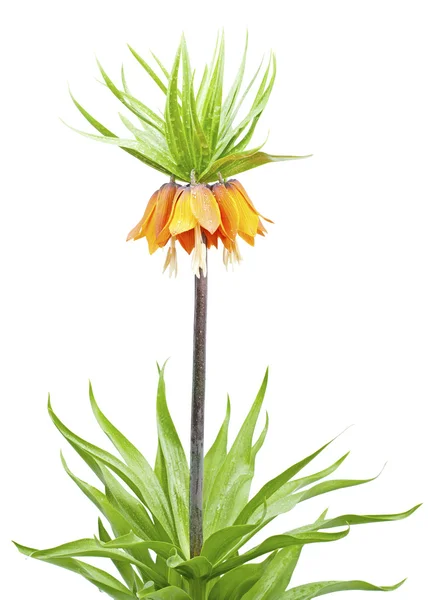 Giglio (Fritillaria imperialis ) — Foto Stock