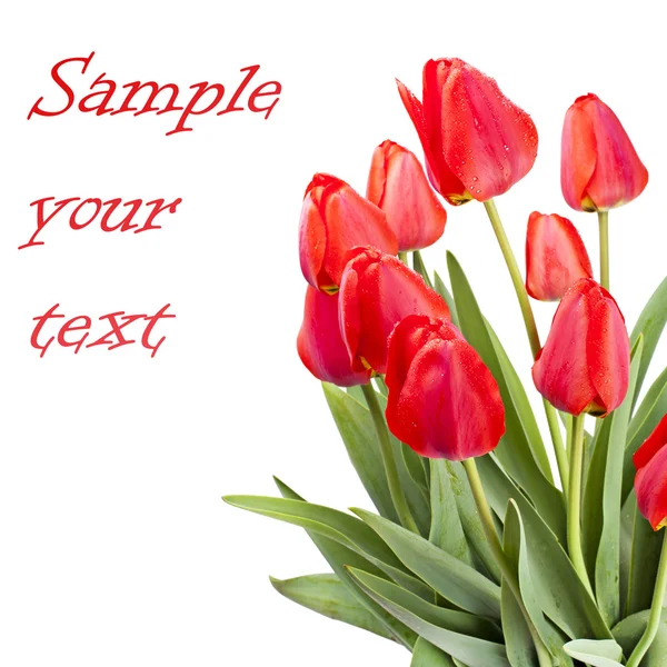 Tulipes rouges isolées sur fond blanc — Photo