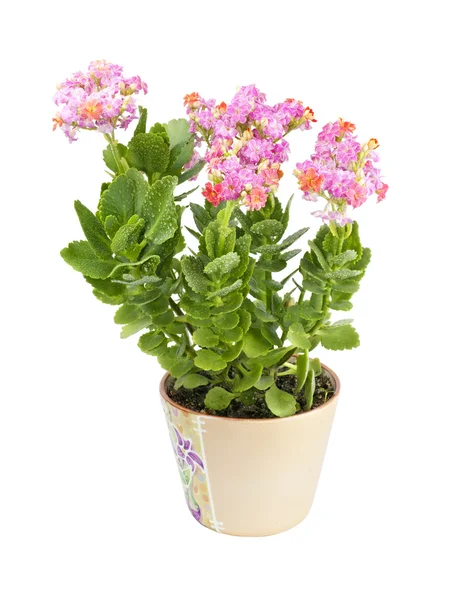 Rostlinu Kalanchoe blossfeldiana v keramické nádobě izolovaných na bílém pozadí — Stock fotografie