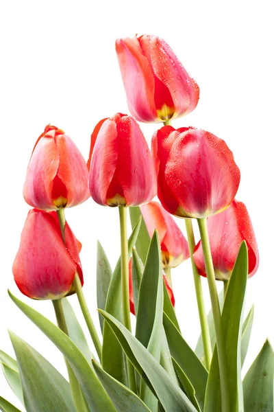 Rote Tulpen isoliert auf weißem Hintergrund — Stockfoto