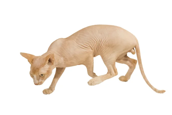 Kociak Sfinks kanadyjski — Zdjęcie stockowe