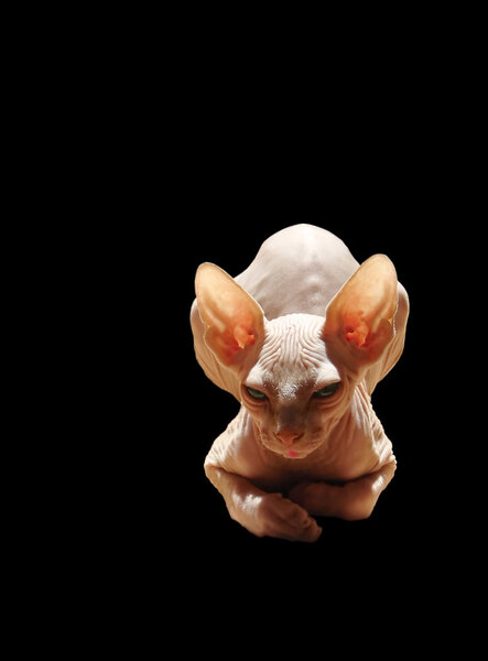 Canadian sphinx kitten