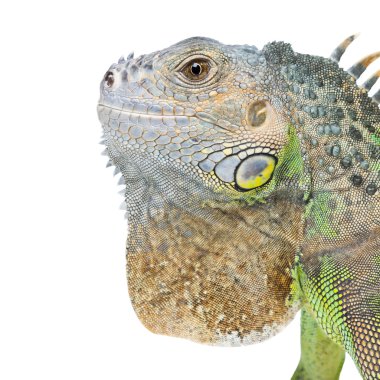 Beyaz arka plan üzerinde izole iguana portre