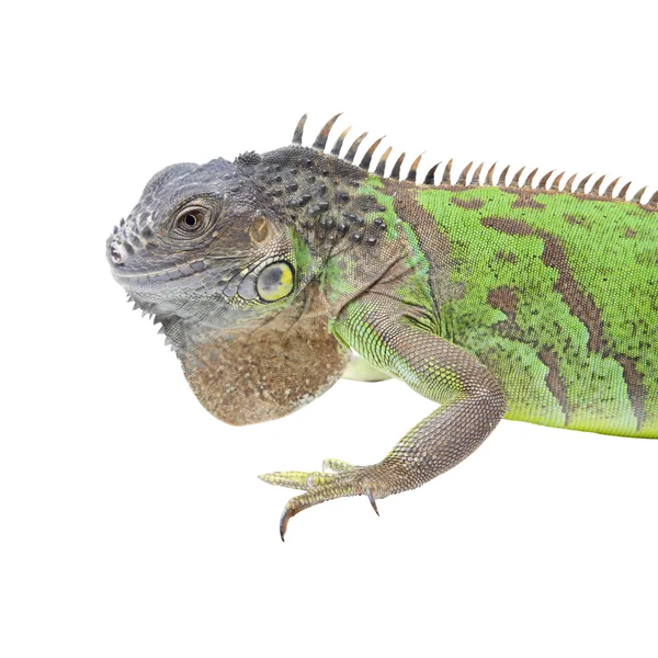 Retrato de Iguana isolado sobre fundo branco — Fotografia de Stock
