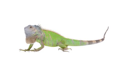 Iguana clipart