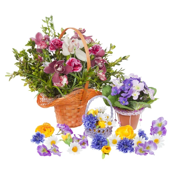 Many flowers — Stock Photo, Image