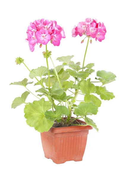 Pink geraniums — Stock Photo, Image