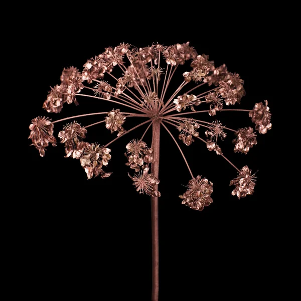 Blomställning dill, tonade brons på svart bakgrund — Stockfoto