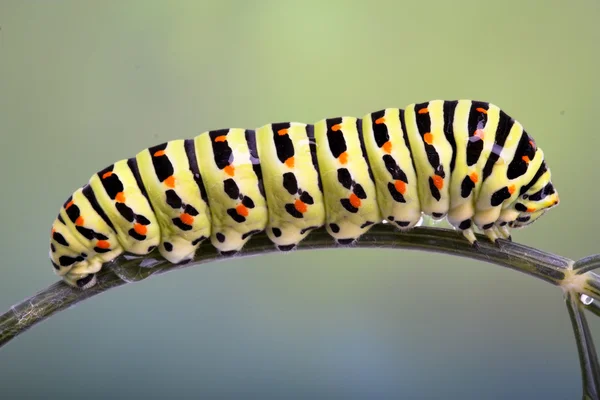 Гусеница ласточкиного хвоста на укропе — стоковое фото