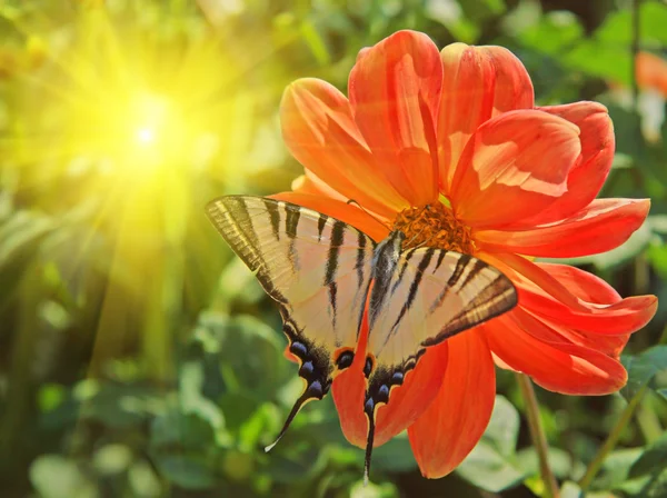 Portakal çiçeği üzerinde eski dünya swallowtail — Stok fotoğraf