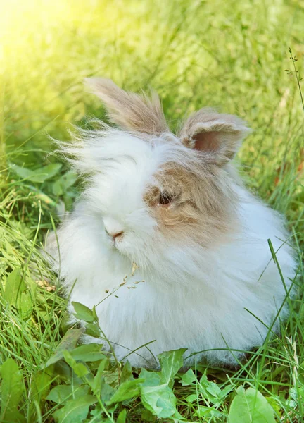 Puszyste króliczek — Zdjęcie stockowe