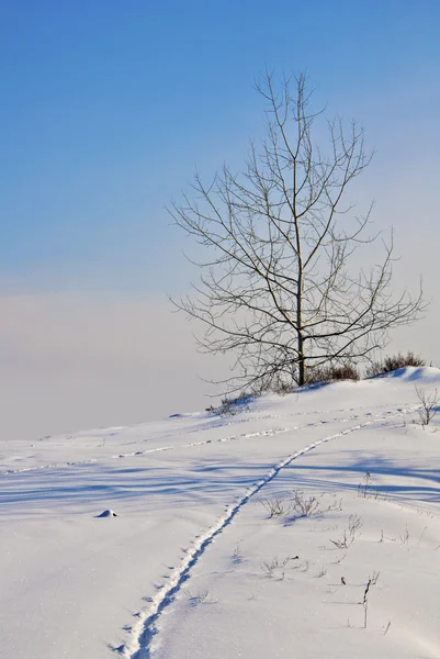 Árvore solitária na neve — Fotografia de Stock