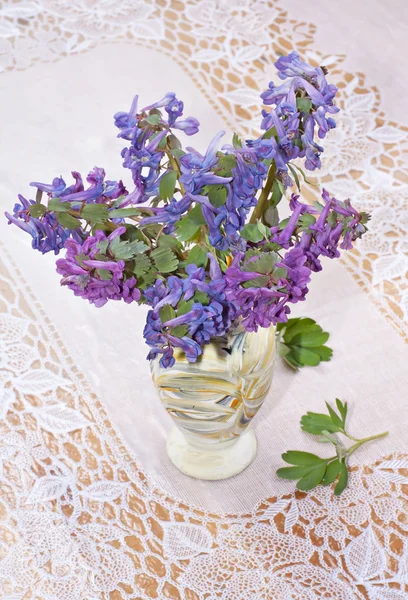 Corydalis, flowers in a vase on a white lace tablecloth — Stock Photo, Image