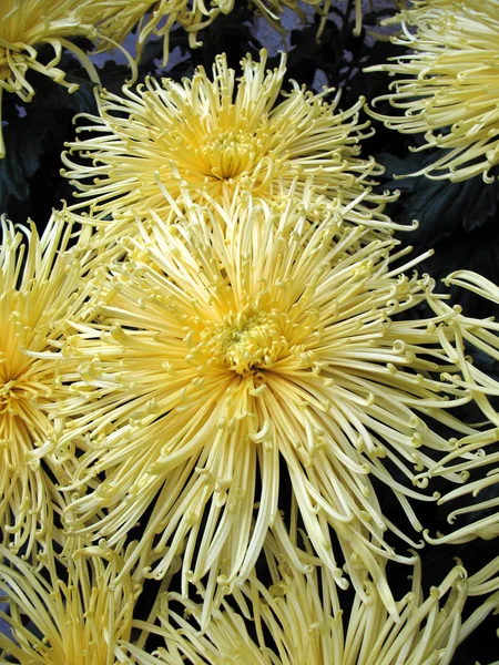 stock image Chrysanthemums