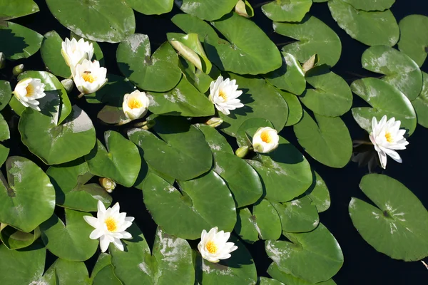 Stock image Water lilies in a pond