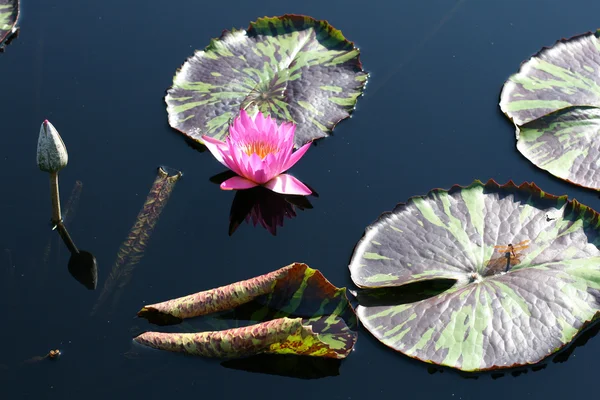 池の睡蓮 — ストック写真