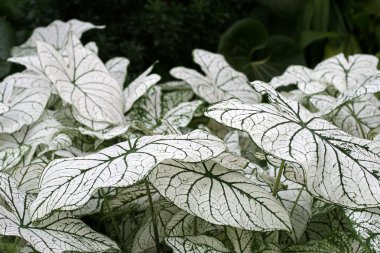 Caladium