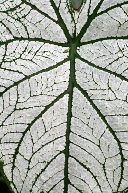 Caladium