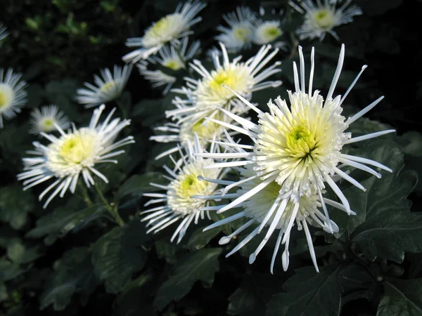 stock image Chrysanthemums