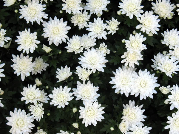 Chrysanthemums — Stock Photo, Image