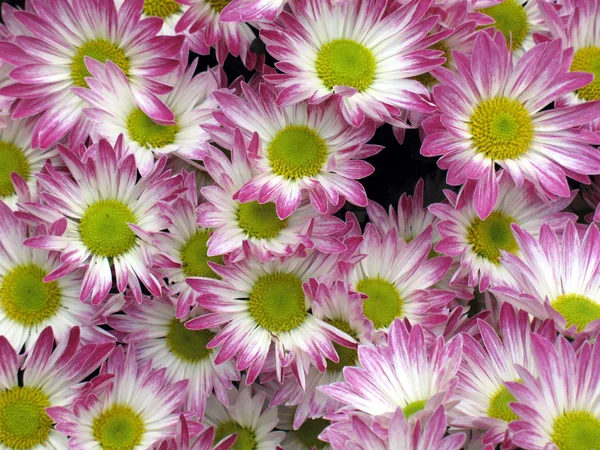 Chrysanthemen — Stockfoto
