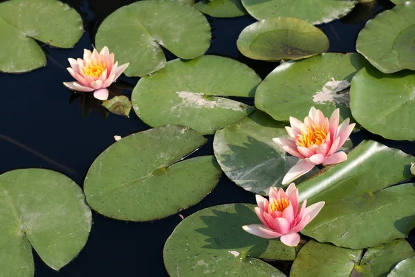 stock image Water lilies in a pond