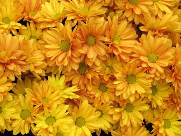 Chryzantémy — Stock fotografie
