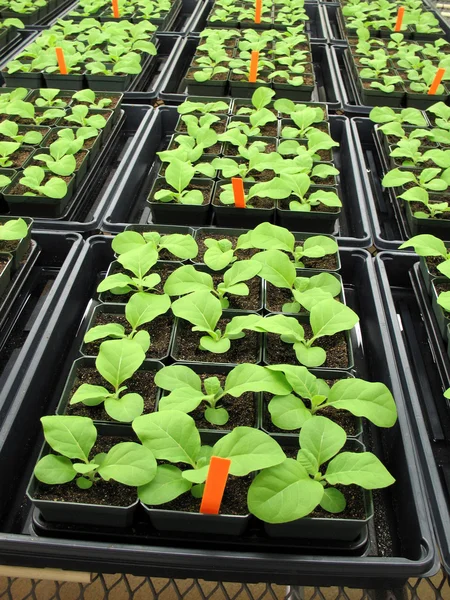 Mladé rostliny ve skleníku — Stock fotografie