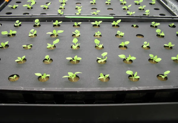 Giovani piante di tabacco in serra — Foto Stock
