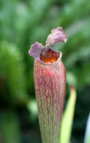 stock image Pitcher plant