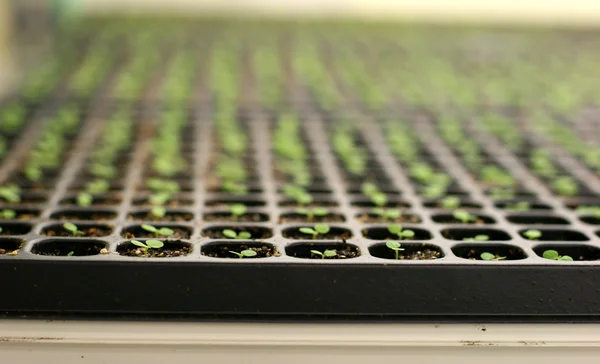 Rostliny ve skleníku — Stock fotografie
