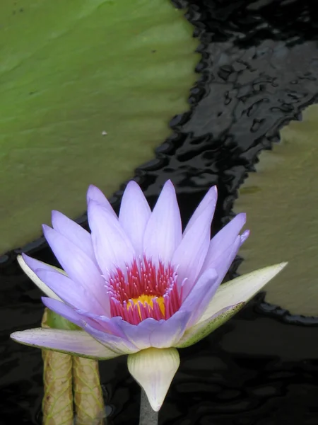 Водяная лилия в пруду — стоковое фото