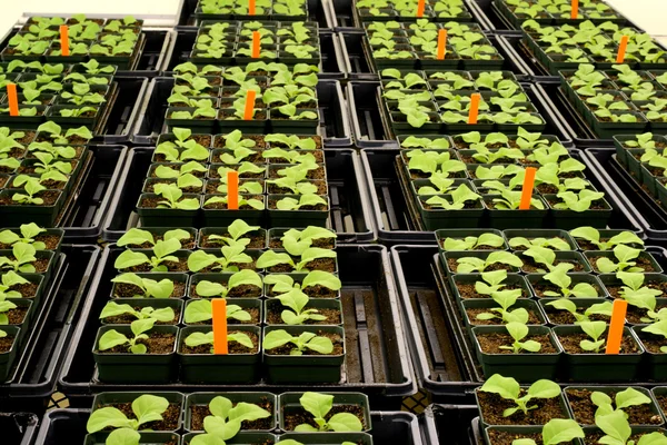 Üvegházhatást okozó növények Stock Kép