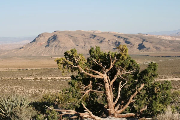 Red Rock Canyon Nevada — Stockfoto