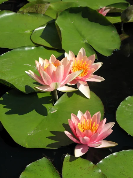 Water lilies in a pond — Stock Photo, Image