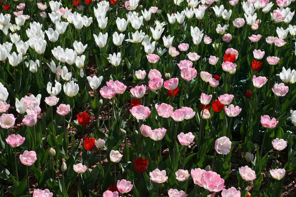 Stock image Tulips