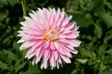 Bahçedeki Dahlia