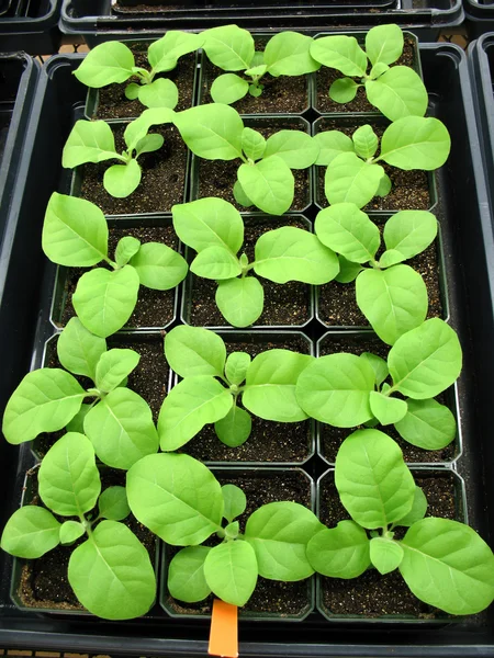 Young tobacco plants in greenhouse — Stock Photo, Image