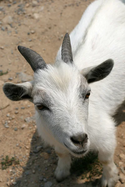 Goat at farm — Stock Photo, Image