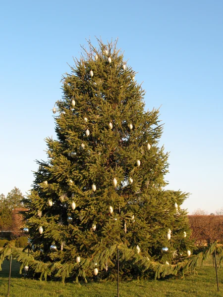Drzewo cristmas — Zdjęcie stockowe