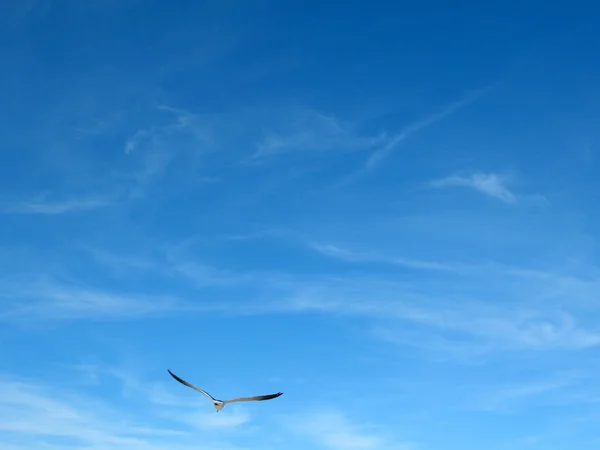 Чайка в голубом небе — стоковое фото