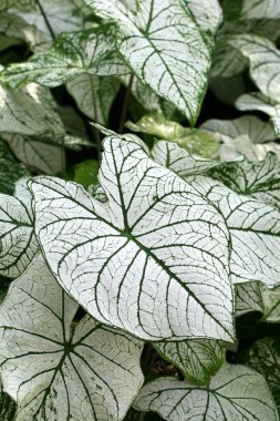 Caladium