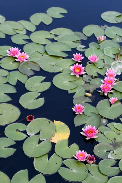 Water lilies in a pond — Stock Photo, Image