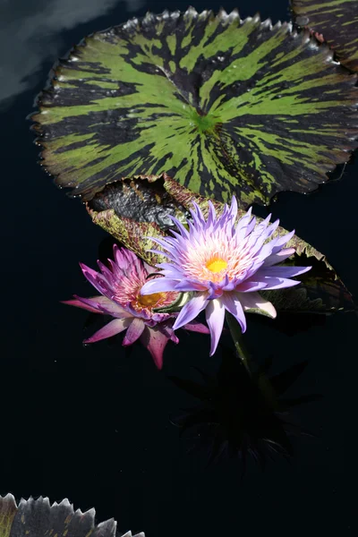 Lilie wodne w stawie — Zdjęcie stockowe