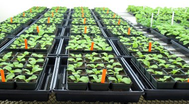 Young tobacco plants in greenhouse clipart